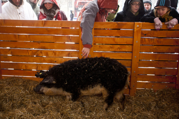 Az USA-ba utazik a magyar mangalica
