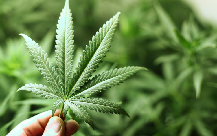 Lengyelországban legalizálnák az orvosi marihuánát