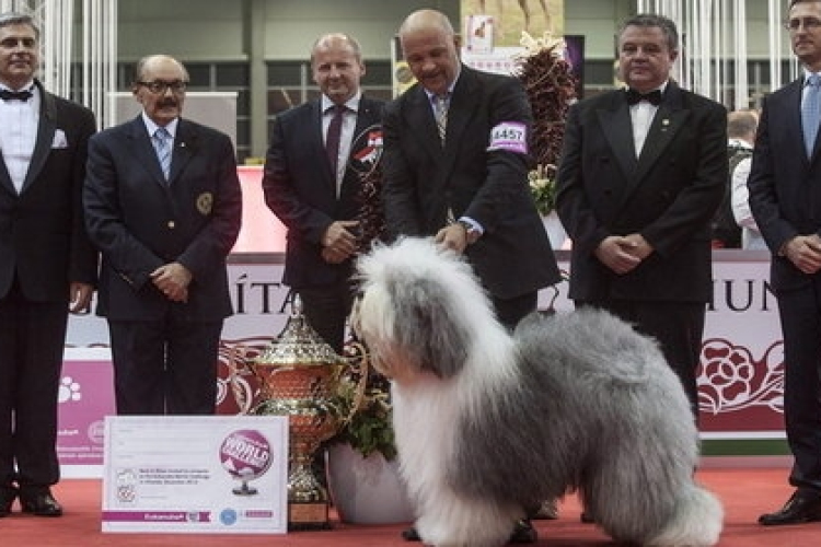 Egy magyar bobtail lett a világ legszebb kutyája